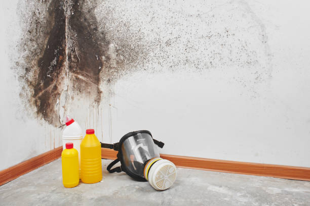 Certified Mold Removal in Oak Grove, MO