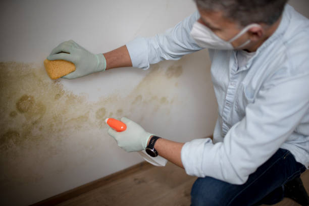 Professional Mold Removal in Oak Grove, MO